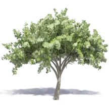 Landskabsplanlægning: tree