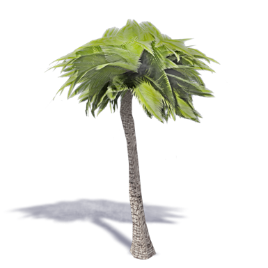 Palm Tree 3