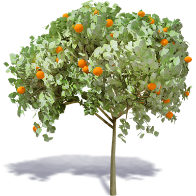 orange tree 1