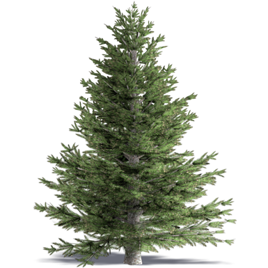 white fir concolor fir