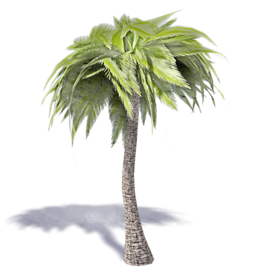 palmier 1