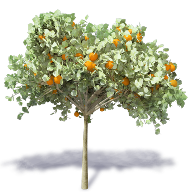 orange tree 2