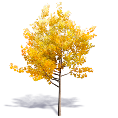 arbre generique automne 1