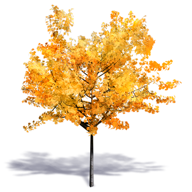 generic autumn tree 2