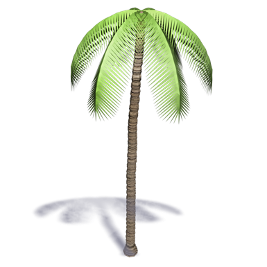 palm tree 4