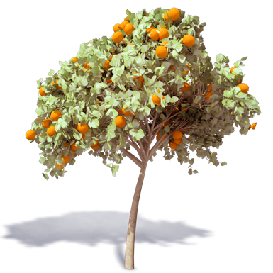 Orangenbaum 3